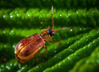 Outdoors insect macro photo