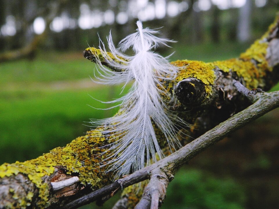 Outdoors flora moss photo