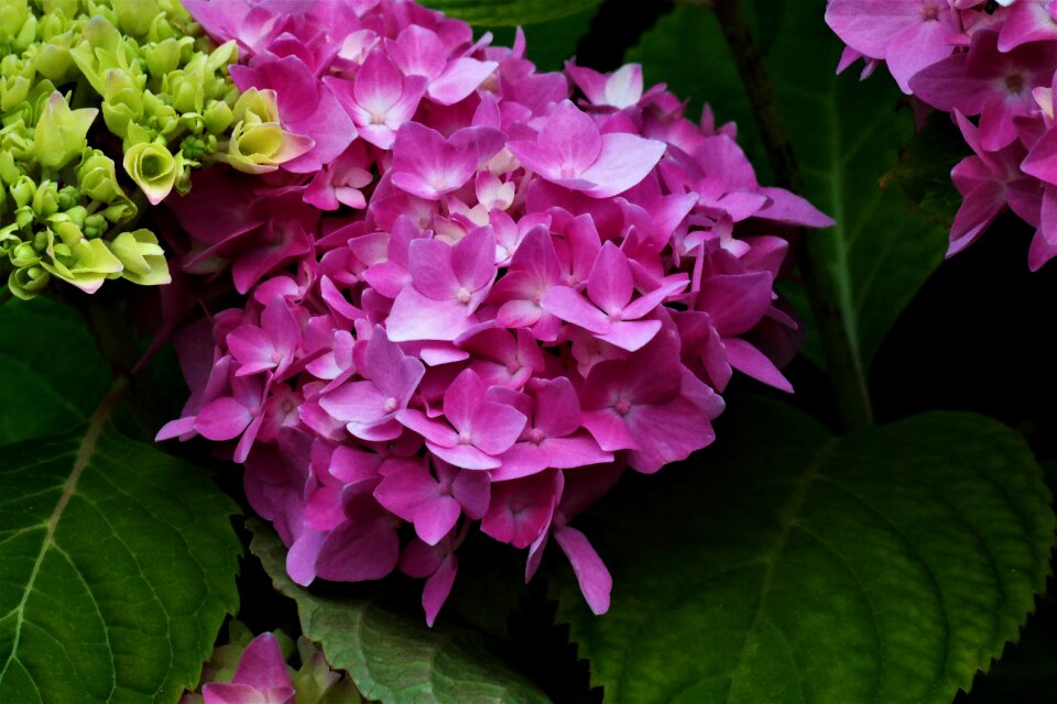 Pink hydrangeas garden photo