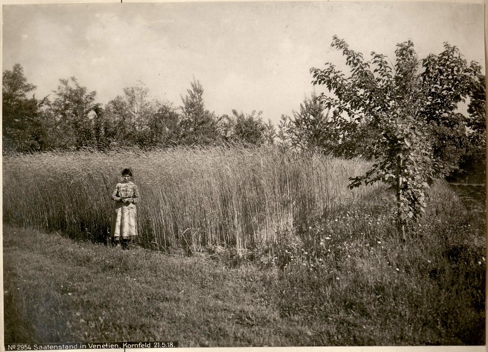 Saatenstand in Venetien, Kornfeld 21.5.18. (BildID 15618314)