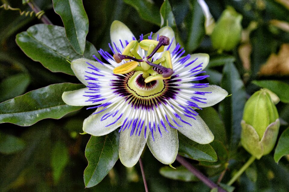 Nature tropical plant garden