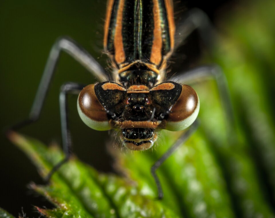 Living nature animals macro