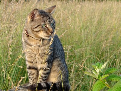 Animal tabby striped