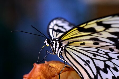 White white black insect