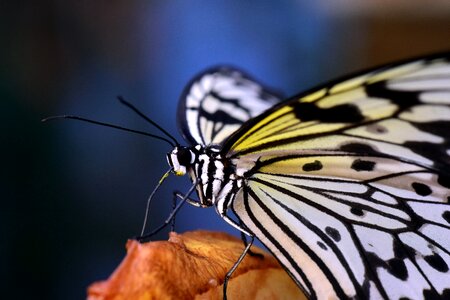 White white black insect photo