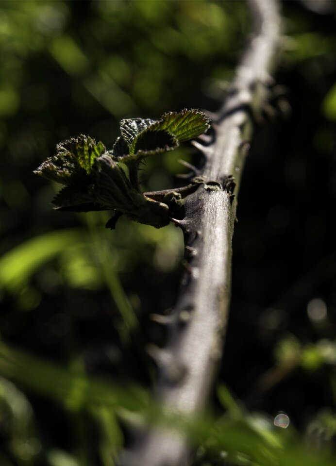 Green nature leaves