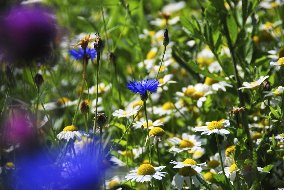 Flowers nature daisies