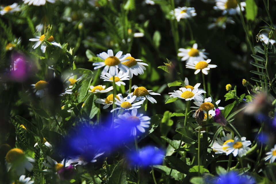 Flowers nature daisies photo