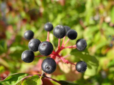 Black balls nature non edible