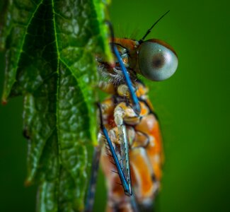 Bespozvonochnoe dragonfly macro