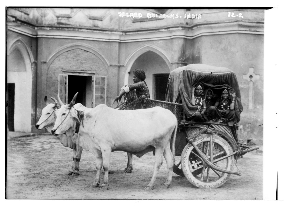 Sacred bullocks (before cart of Nautch girls), India LCCN2014680375