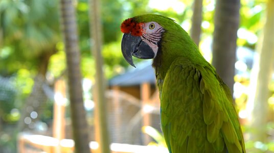 Bird wildlife jungle photo