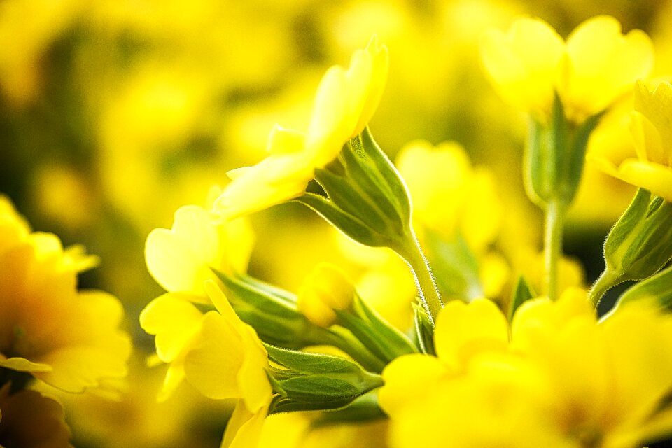 Floral leaf bright