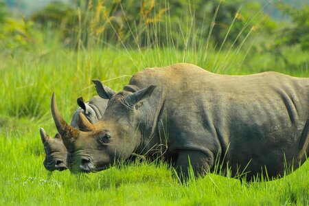 Rhino uganda nature photos