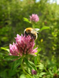 Forage nature macro photo