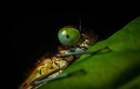 No one living nature dragonfly photo