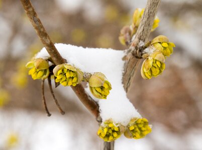 Season blossom bloom