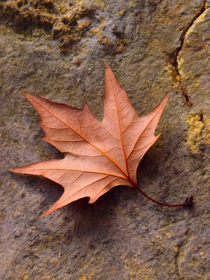 Maple desktop wood