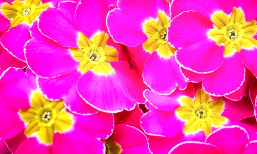 Flowers petal garden
