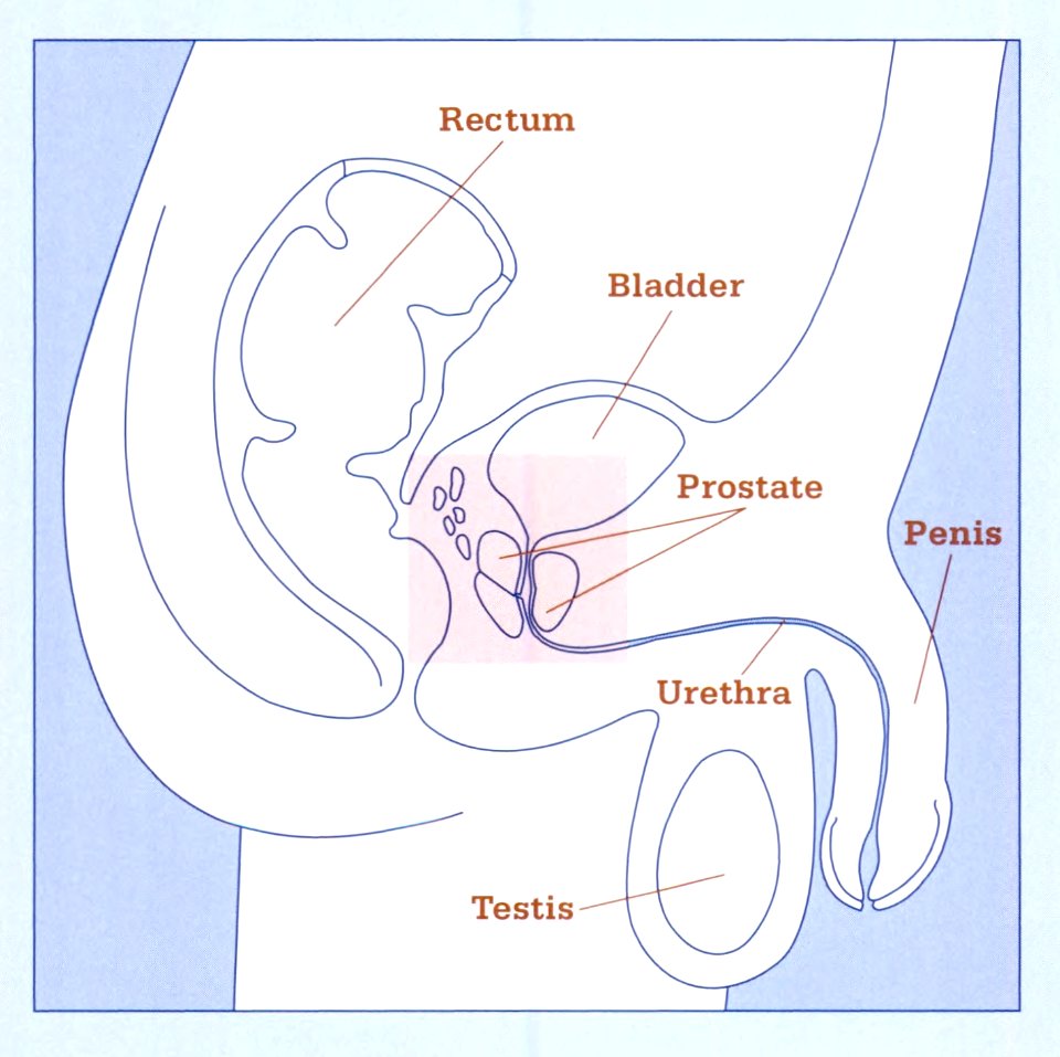 Sagittal anatomy of the male pelvis highlighting the prostate, extracted from Understanding treatment choices for prostate cancer (2000)