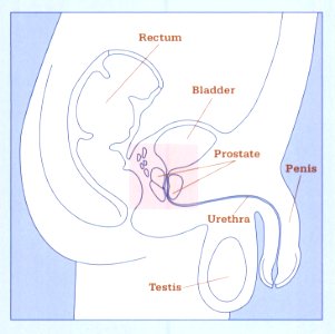 Sagittal anatomy of the male pelvis highlighting the prostate, extracted from Understanding treatment choices for prostate cancer (2000)