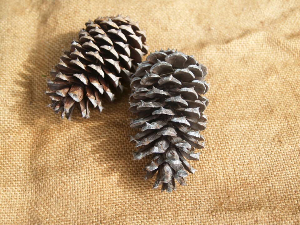 Prickly pine tree hessian