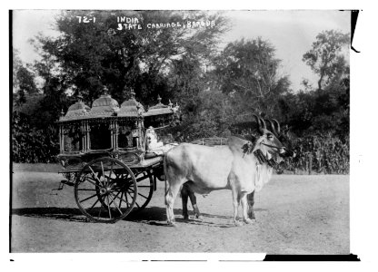 Sacred bullocks before state carriage, India LCCN2014680374