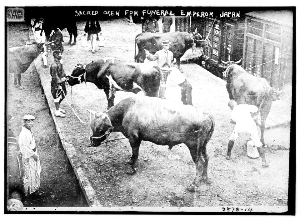 Sacred oxen for funeral, Emperor Japan LCCN2014691633
