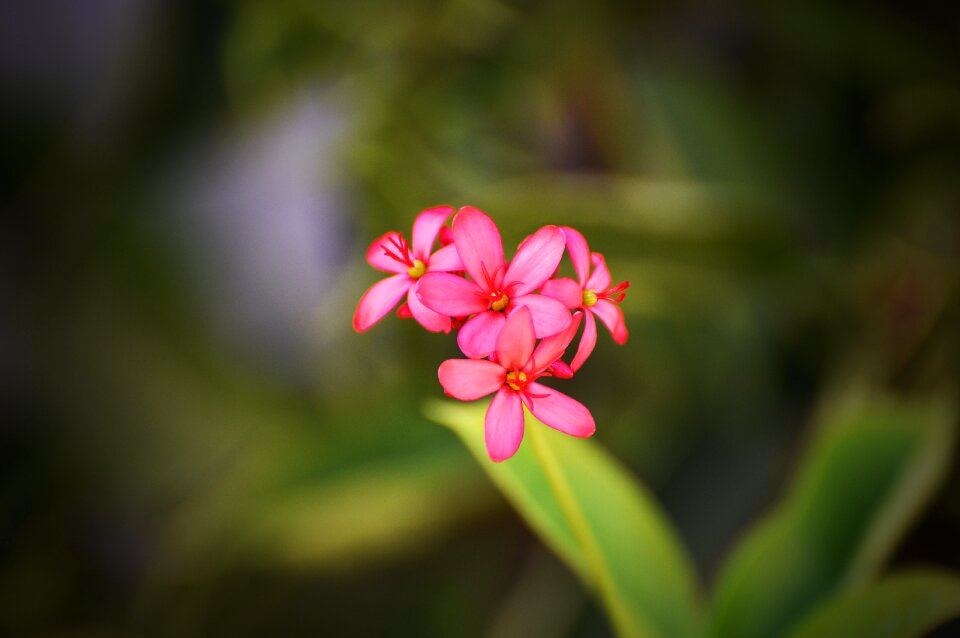Petal rose beautiful