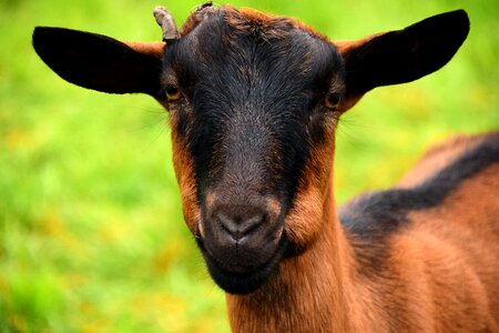 Livestock animal domestic goat photo