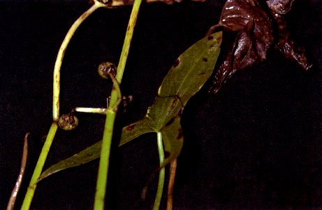 Sagittaria cuneata NRCS