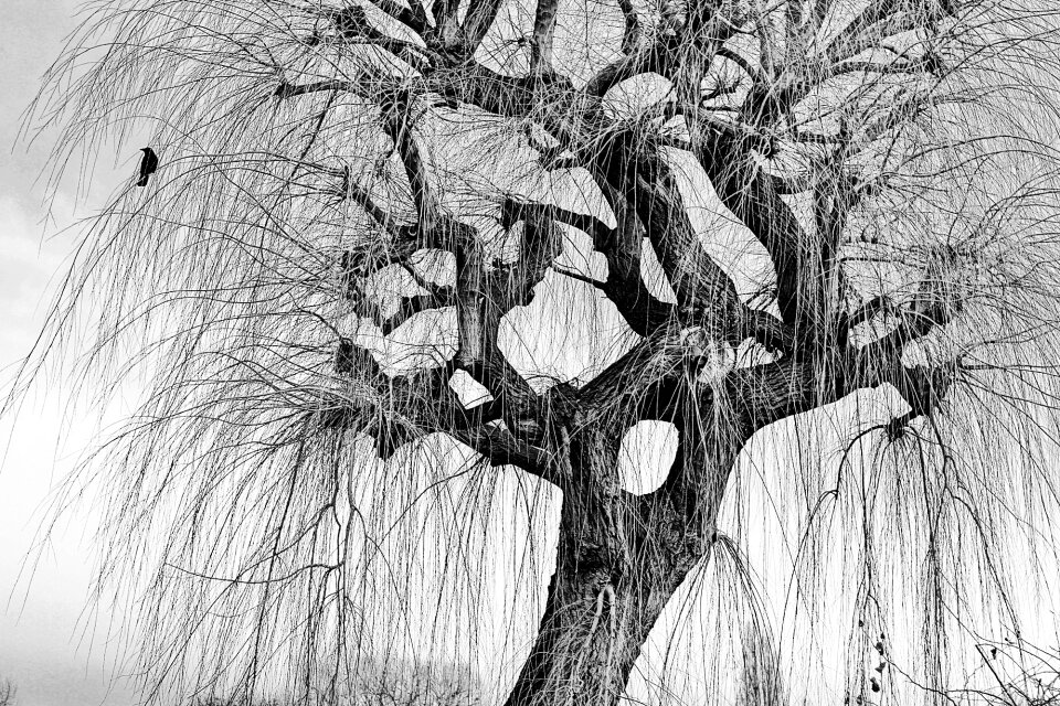 Crow bird black and white