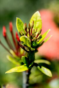 Flora flower growth