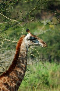 Wildlife savannah nature