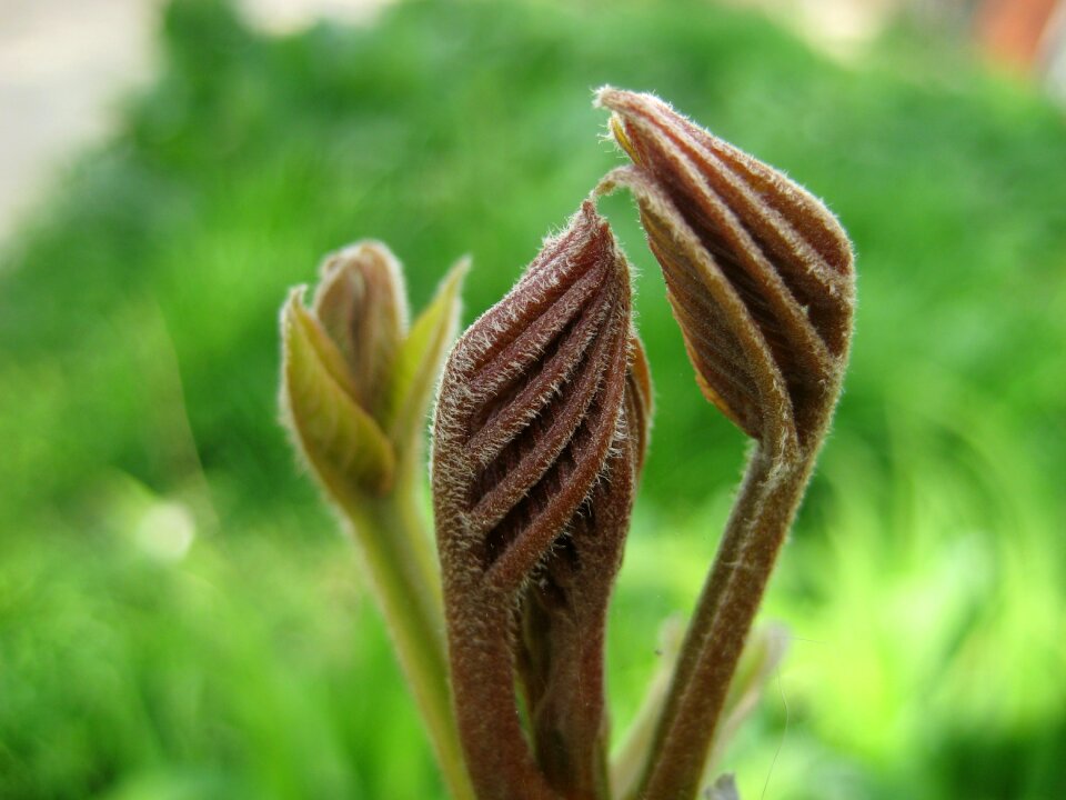 Grass plant sheet