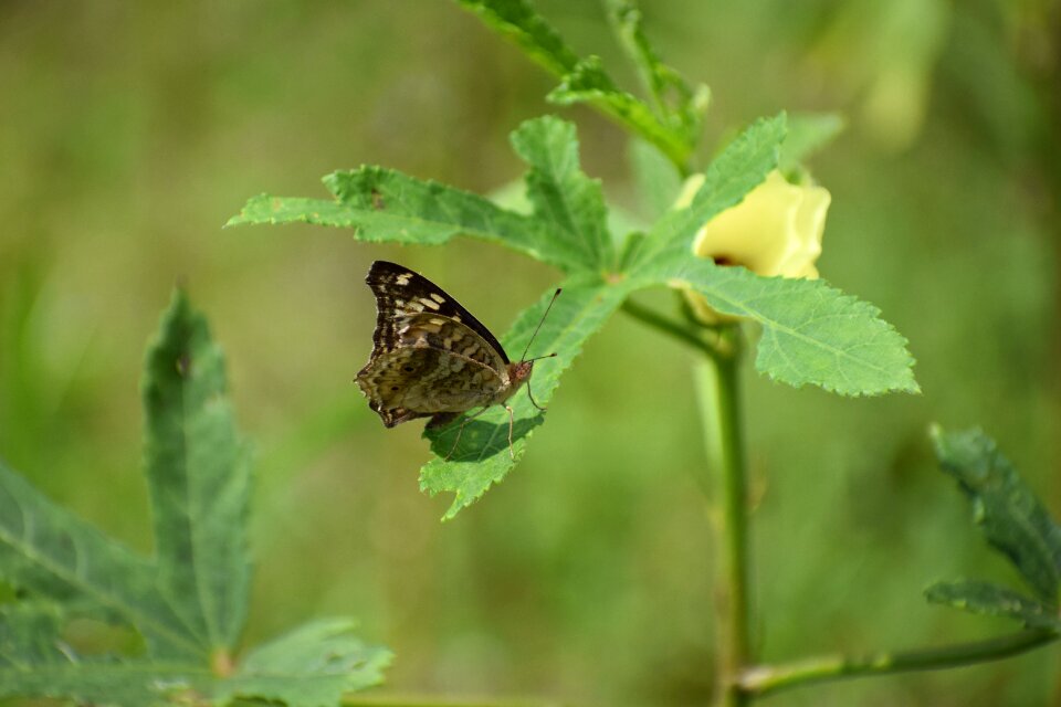 Butterfly flower floral