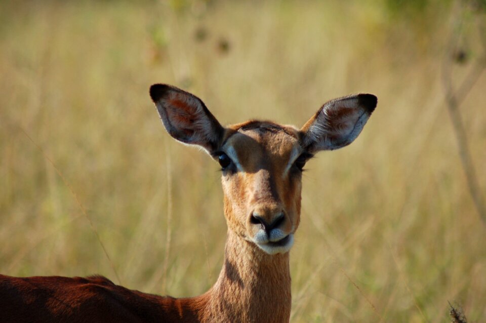 Wildlife savannah buck
