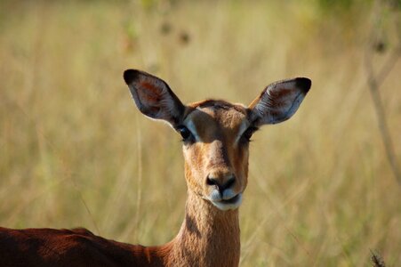 Wildlife savannah buck