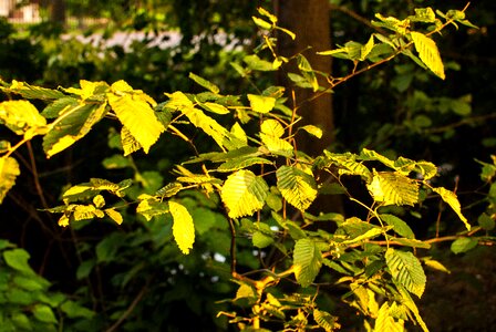 Autumn gold yellow leaves gold