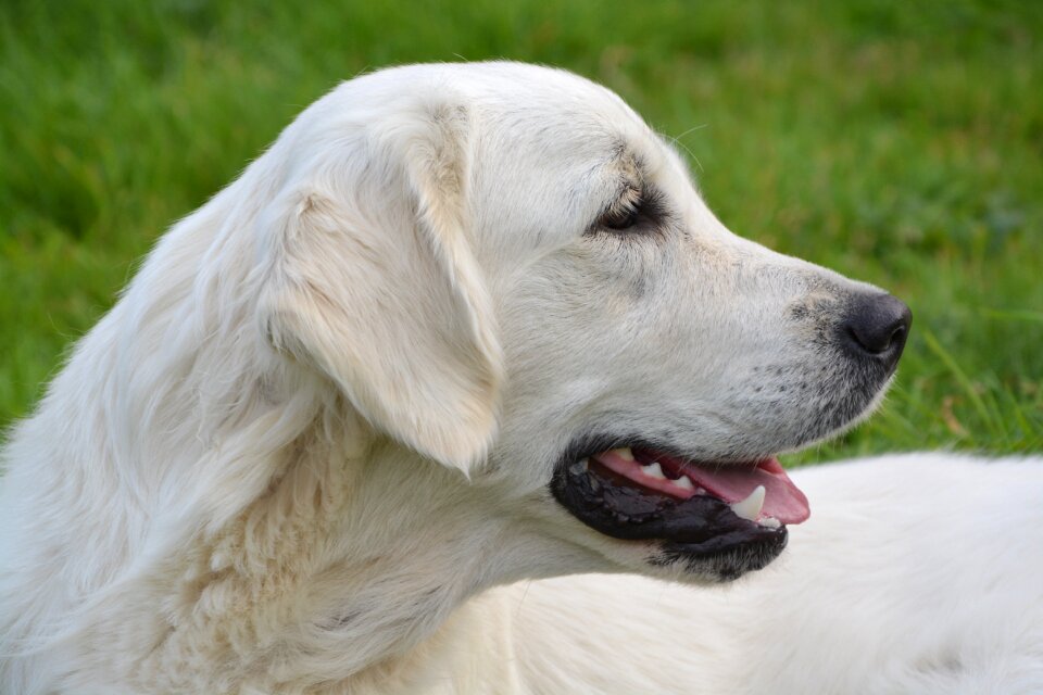 Profile golden retriever domestic animal