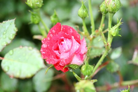 Plant garden rose