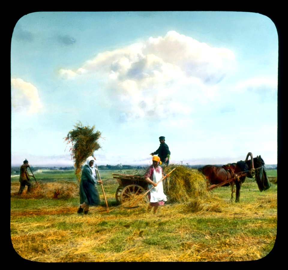 Saint Petersburg farmers harvesting hay, near Leningrad