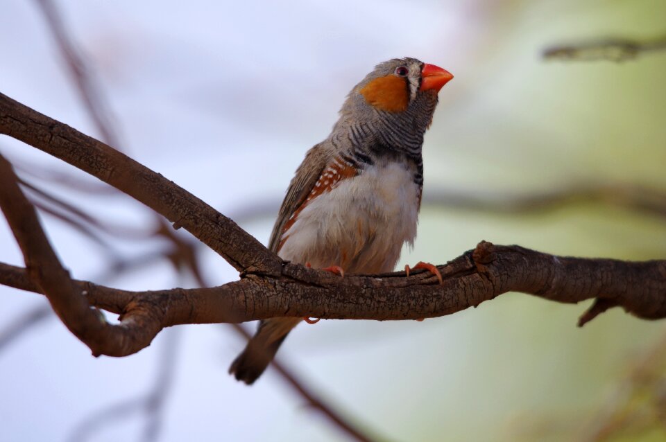 Zebra finch bird australia