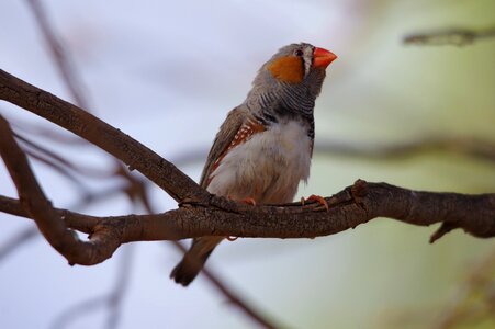 Zebra finch bird australia photo