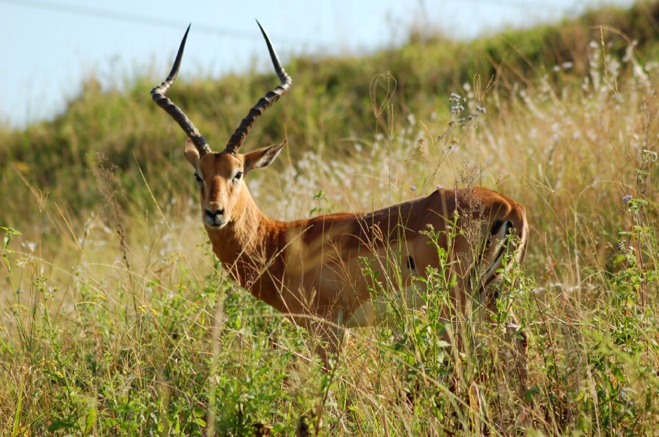 Wildlife savannah buck