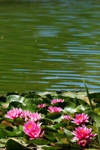Water pond flowers photo