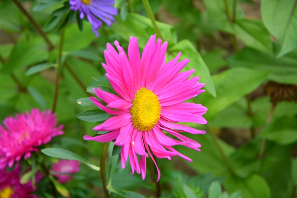Color pink nature pink flower