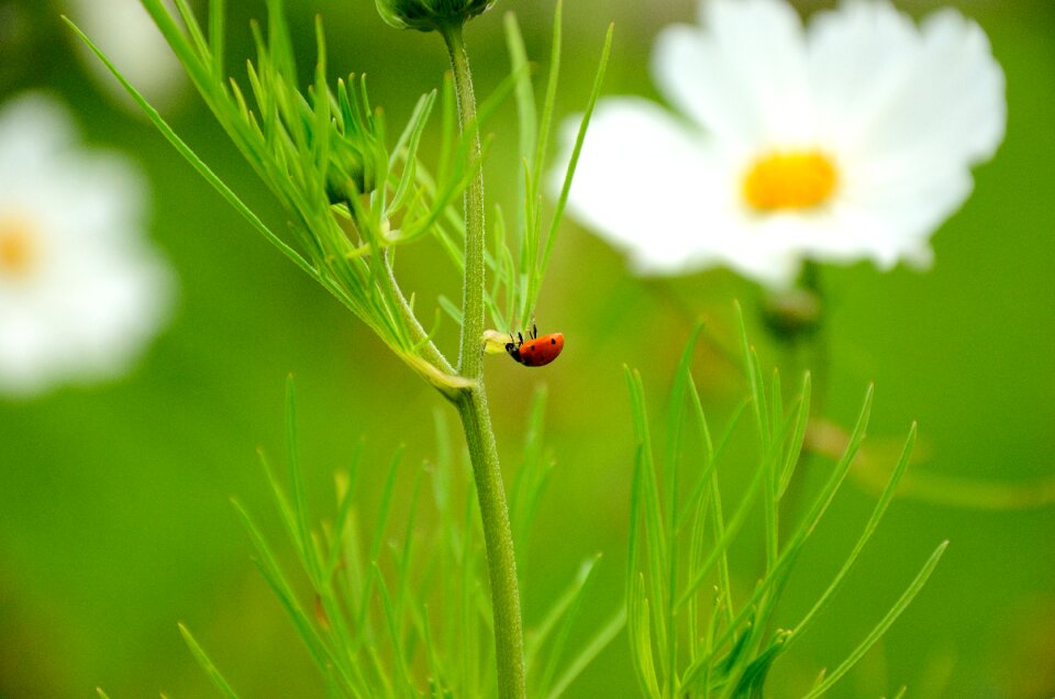 Flower nature grass
