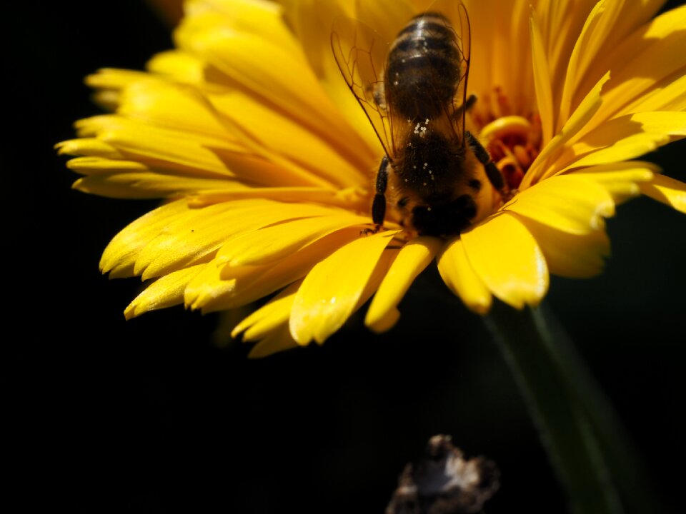 Blossom bloom pollen