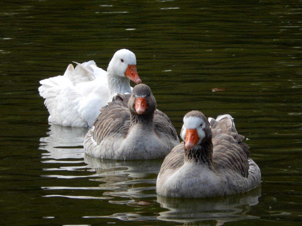 Paige waterfowl white bird